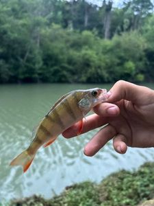 European Perch