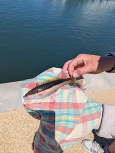 Mediterranean Rainbow Wrasse