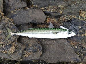 Mackerel