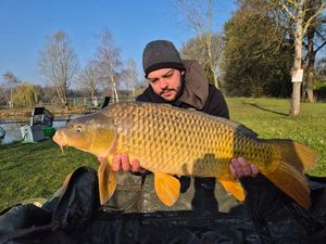 Common Carp
