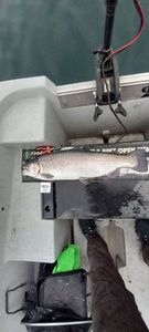 Rainbow Trout