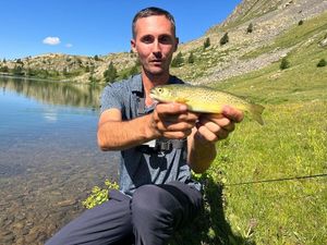 Brown Trout