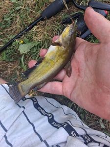 Black Bullhead