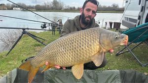 Common Carp