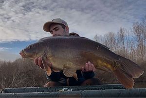 Mirror Carp