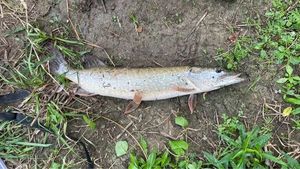 Northern Pike