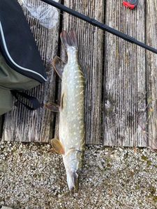 Northern Pike