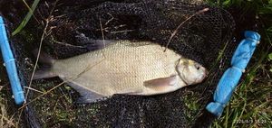 Common Bream