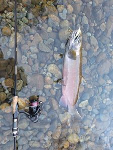 Coho Salmon