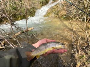 Brown Trout