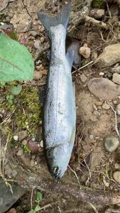 Rainbow Trout