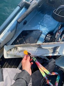 European Bass (Seabass)