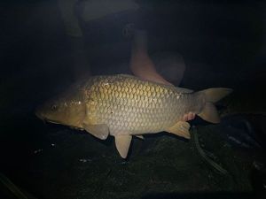 Common Carp