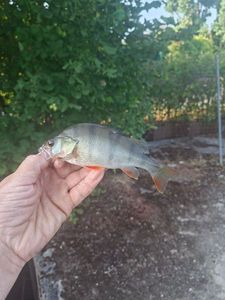 European Perch