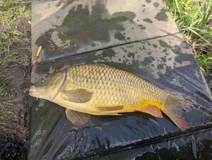 Common Carp