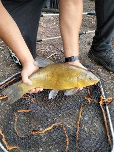 Tench