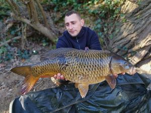 Common Carp