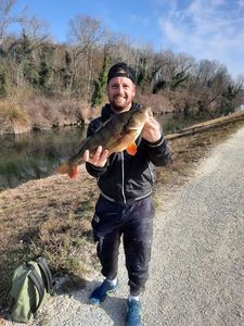 European Perch