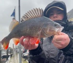 European Perch