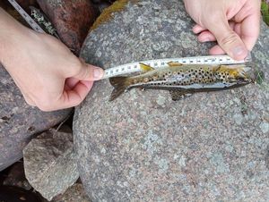 Brown Trout