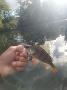 European Perch