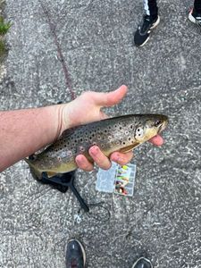 Brown Trout