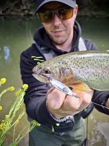 Rainbow Trout