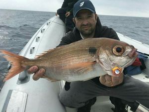 red seabream
