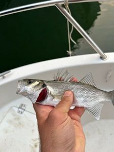 European Bass (Seabass)