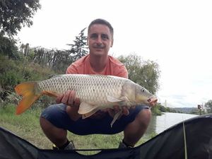 Common Carp