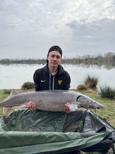 Sturgeon