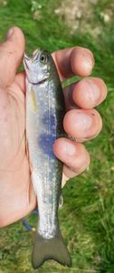 Brook Trout
