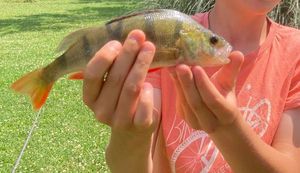 European Perch
