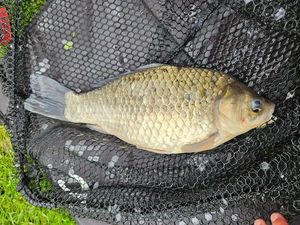 Crucian Carp