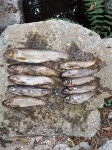 Brown Trout