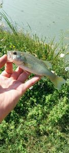 Largemouth Bass