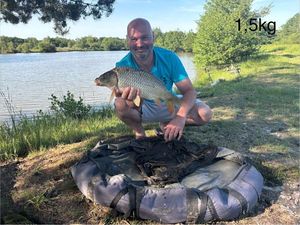 Common Carp