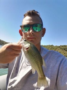 Largemouth Bass