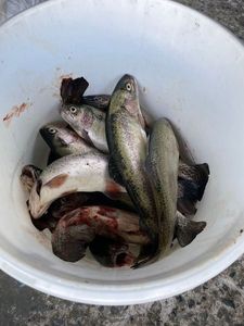 Rainbow Trout