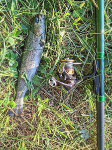 Rainbow Trout
