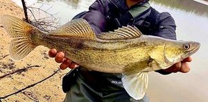 Zander