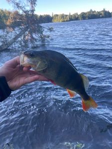 European Perch