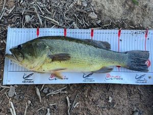 Largemouth Bass