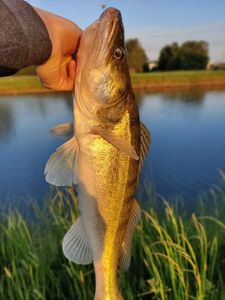 Zander
