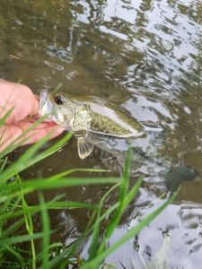 Largemouth Bass