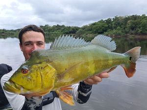 Orinoco Peacock