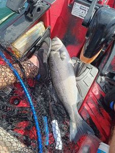 European Bass (Seabass)