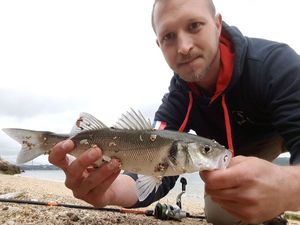 European Bass (Seabass)