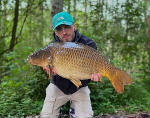 Common Carp