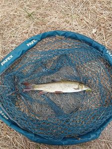 Barbel